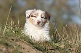 BERGER AUSTRALIEN PUPPIES 261